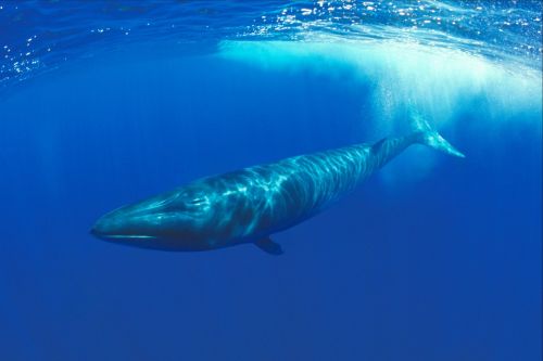 fin_whale-_environment_ministry.jpg.crop_display